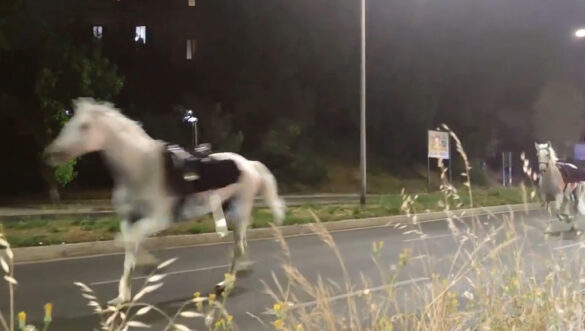 Cavalli in fuga. Foto dal profilo X di Lucio Virzì