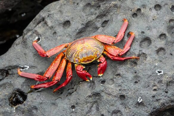 ph-web-granchio-rosso-invasivo